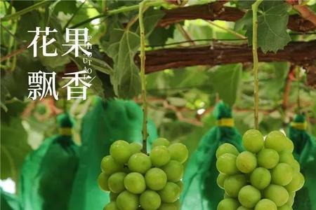 阳光玫瑰什么时候过季