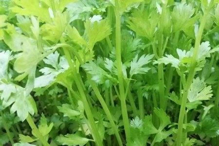 芹菜根长根瘤用什么药