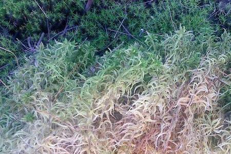 100克干水苔大概有多少