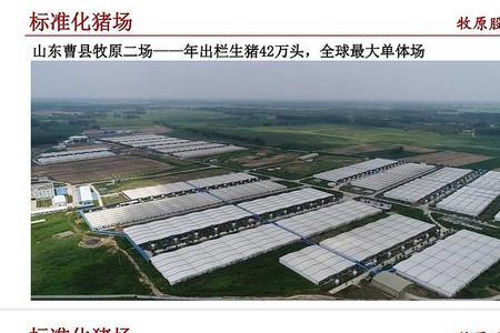 浙江省养猪龙头企业