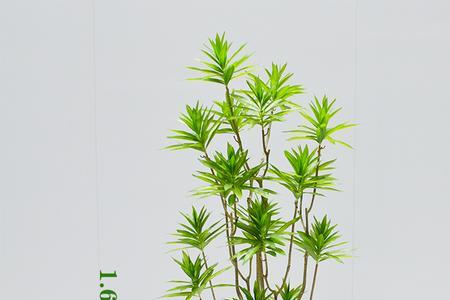 金边百合竹适合夏天养