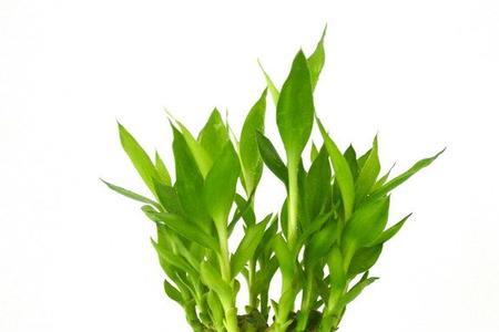 虎皮兰和富贵竹能放在一起吗