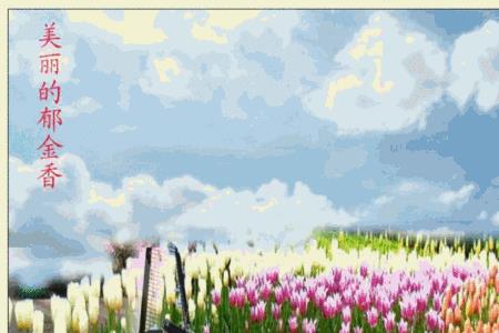 郁金香动态描写的好处