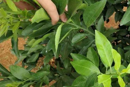吡丙醚碱性还是酸性