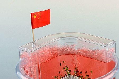 楼上有红色蚂蚁怎么回事