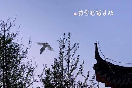 清风鸣蝉是什么意思