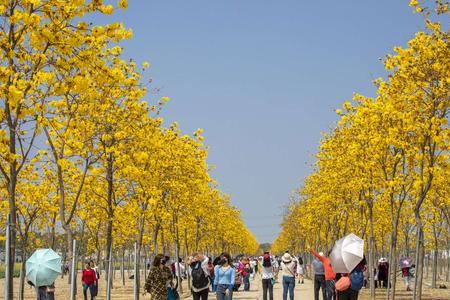 上海哪里有黄花风铃木