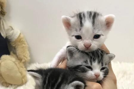 猫的产奶量