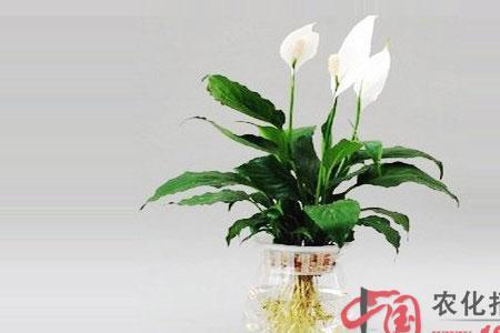 一帆风顺鱼能和草金一起养吗