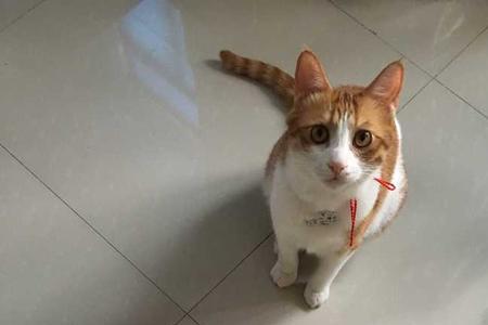 农村家里灰尘太多能养猫吗