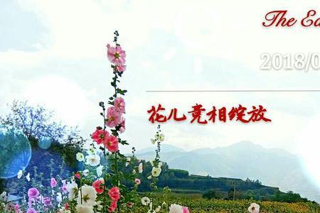 花儿尽情的绽放是什么意思