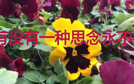 有一种爱永不疲惫原唱男声