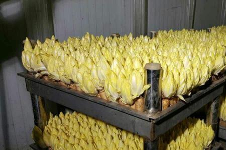玉兰菜的新种子可以种植吗