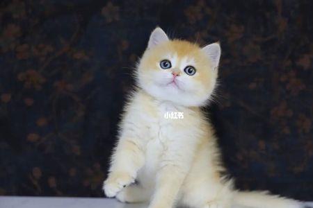 金血渐层猫好养吗