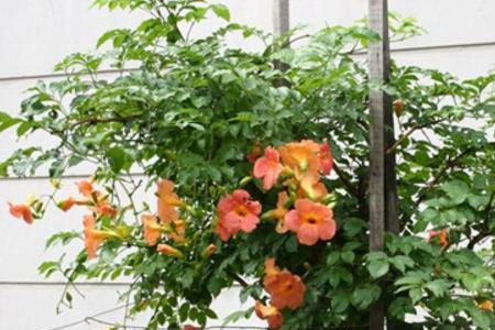 上海室外适合养凌霄花吗