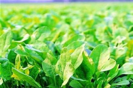 五一种植什么蔬菜