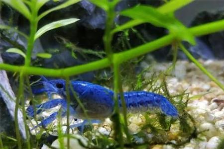 观赏鳌虾用深水养还是用潜水