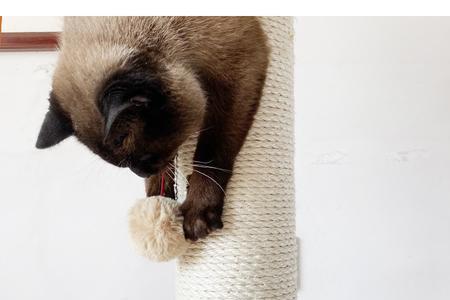 猫猫抓树什么意思