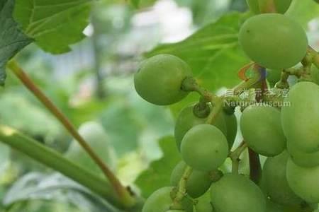 阳光玫瑰葡萄特别酸为什么