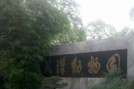 武汉代表性动物