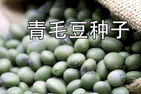 绿292毛豆种子介绍