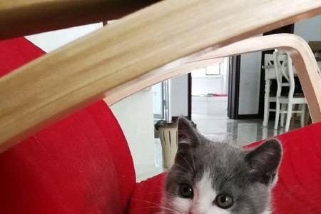 蓝猫淘车靠谱吗