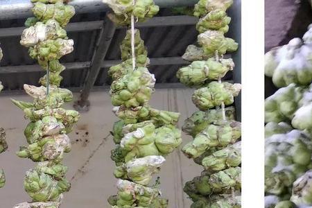 南方榨菜什么时候播种最好
