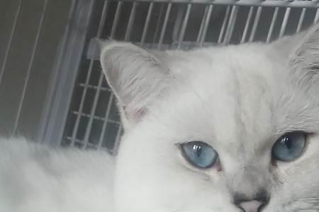 银点猫为什么这么聪明