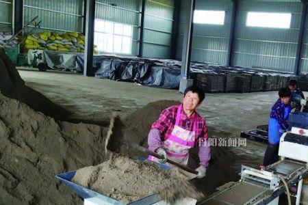 育秧加工厂利润如何