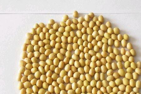 巨丰十号大豆种子哪里卖