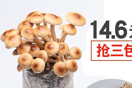 买的蘑菇菌包回来怎么养