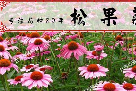松果菊怎么收集种子