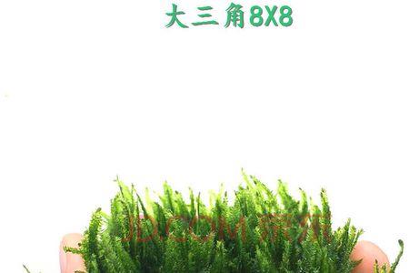 鹿角苔莫斯剪碎能活吗