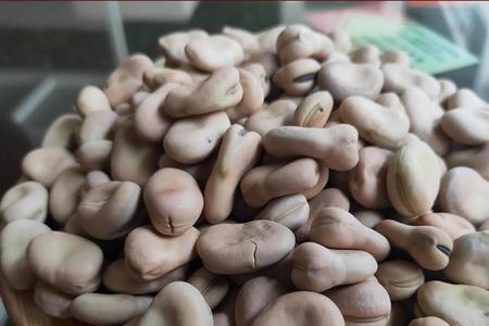 干蚕豆种子怎么存放