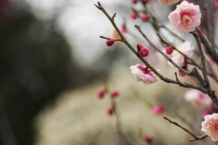 梅花送春来的诗句