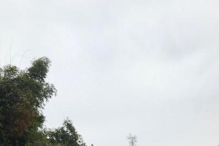 龙泉寺桃花多久开