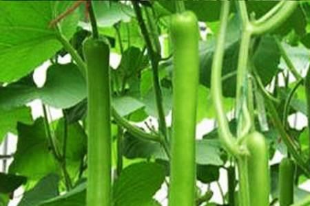 瓠子雌花授粉时间