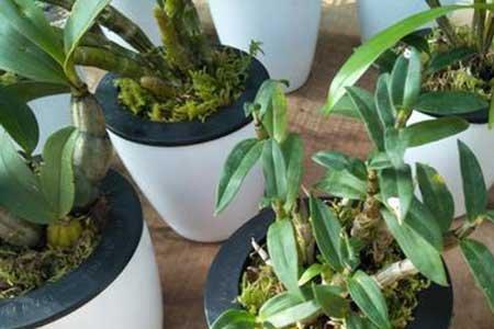 石斛兰水培好还是用水苔种好