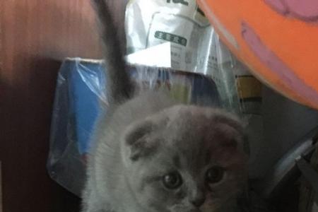 七百块钱买只两岁公的蓝猫贵不