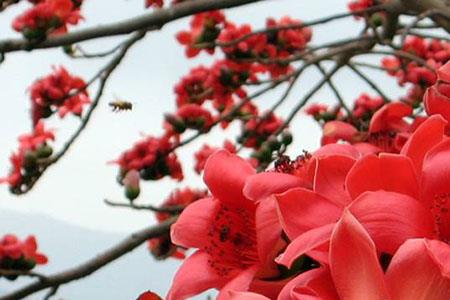 木棉花标语