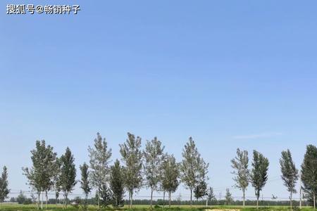 冠麦2号每亩播种量