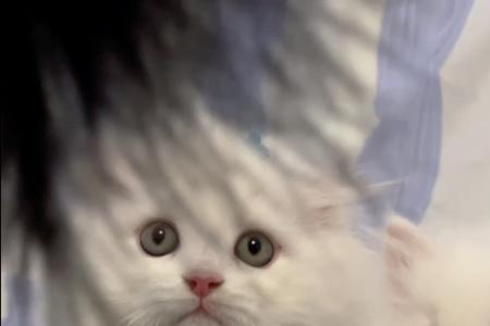 去领养猫送别人什么礼物