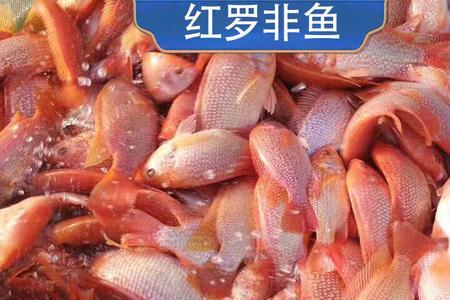 珍珠罗非介绍