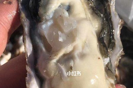 北海生蚝和乳山生蚝哪个更好