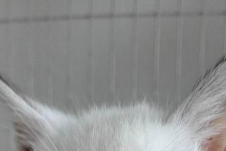 猫会无性繁殖吗