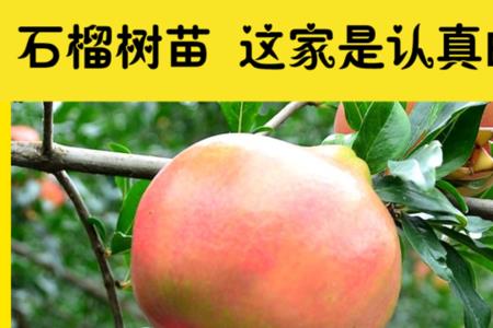 无刺石榴树什么品种
