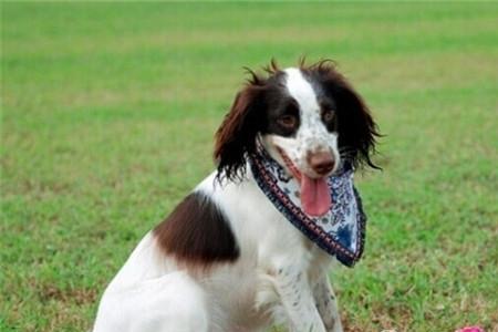 史宾格犬怎么训练上厕所大小便
