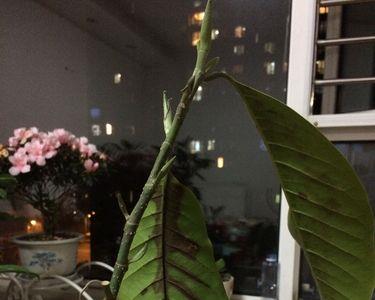 含笑花叶子掉光还能活吗