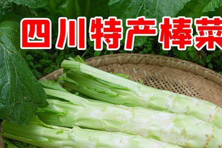 为什么有些菜心或菜头会是苦的