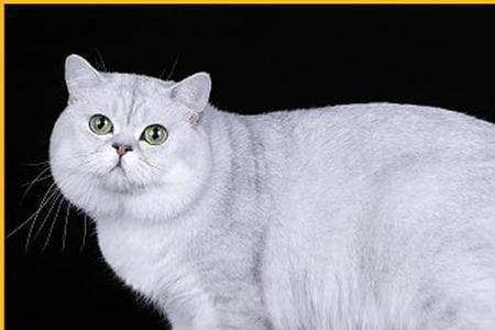英短猫突然咬人是怎么回事